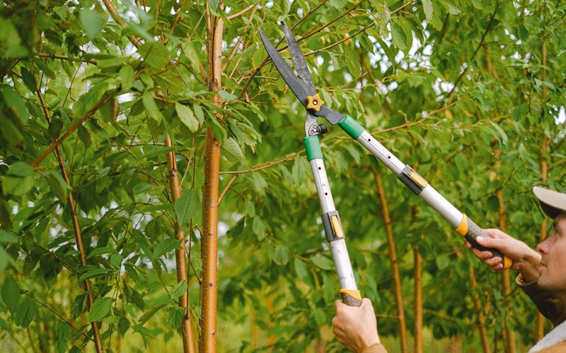 Tree trimming in Kirbyville, MO